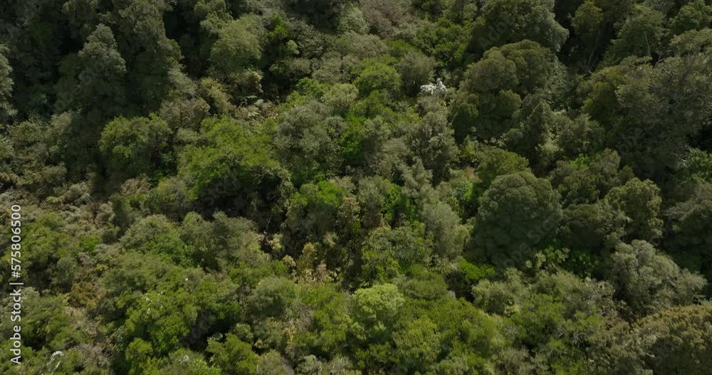 Native green forest landscape in New Zealand, aerial Native green forest landscape in New Zealand, aerial