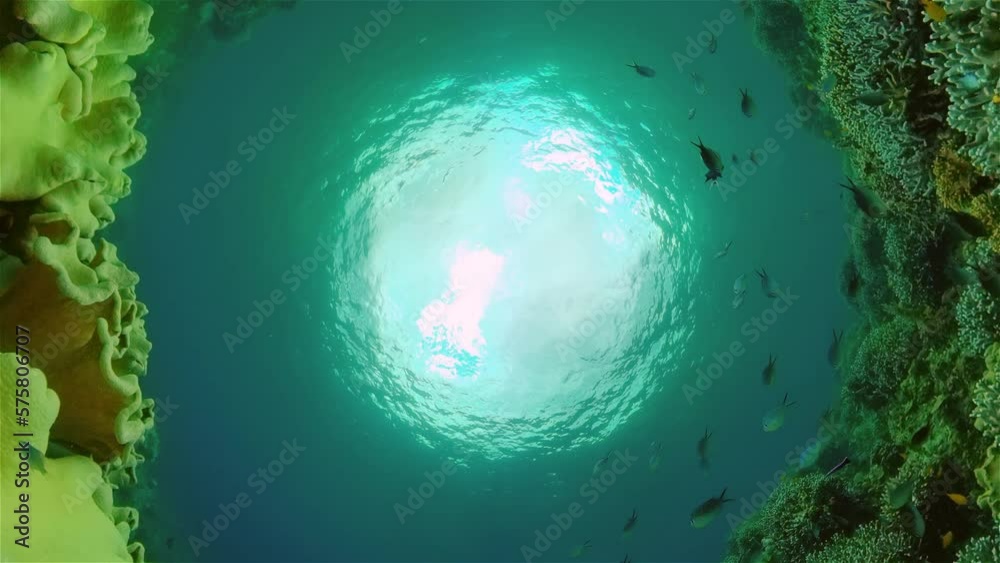 Beautiful underwater world with coral reef and tropical fishes. Philippines. Travel vacation concept Beautiful underwater world with coral reef and tropical fishes. Philippines. Travel vacation concept