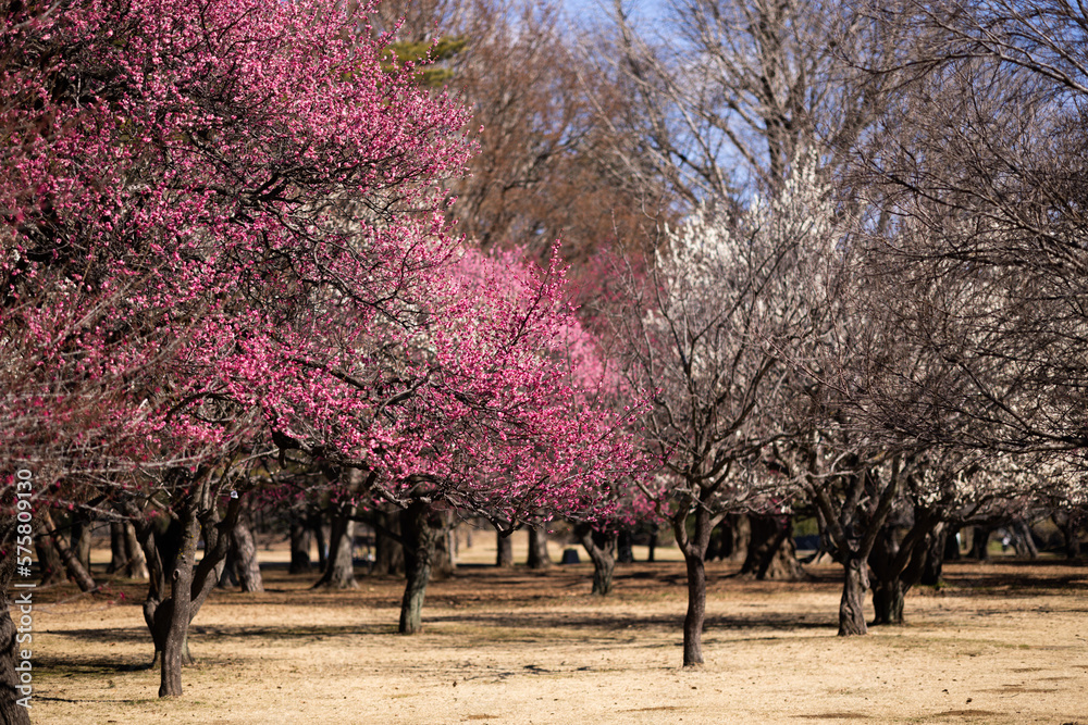 Plums are very beautiful flowers. Plums are very beautiful flowers.