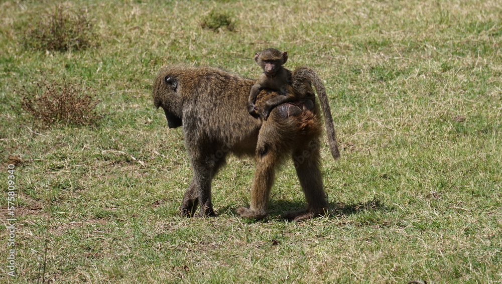 Baboon with child