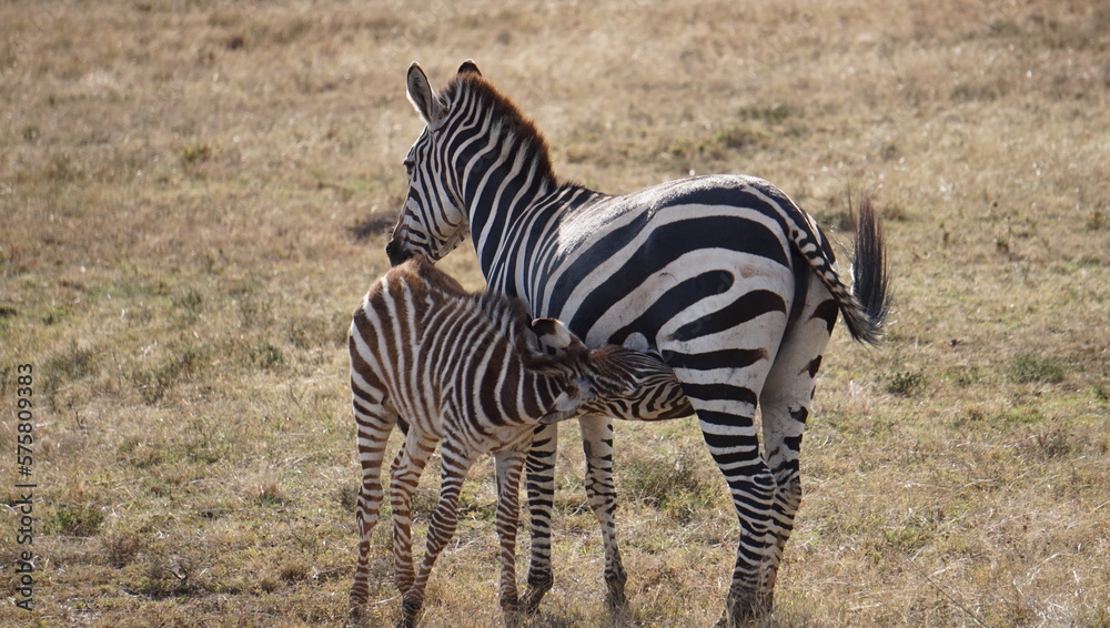 Obraz premium zebra in the savannah