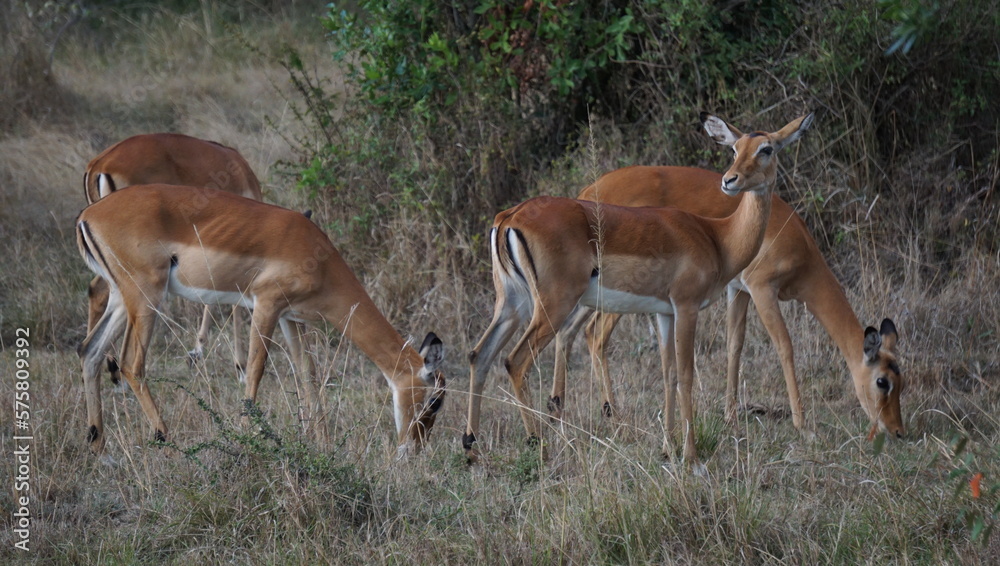 impala antelope in the savannah