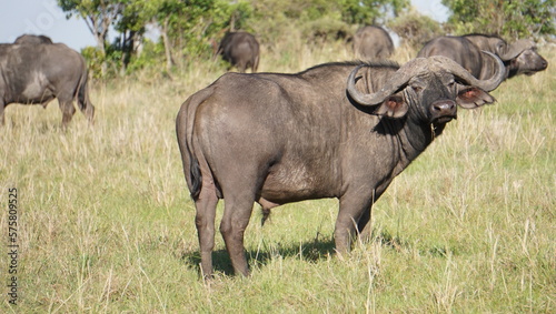 Buffalo in Masai Mara