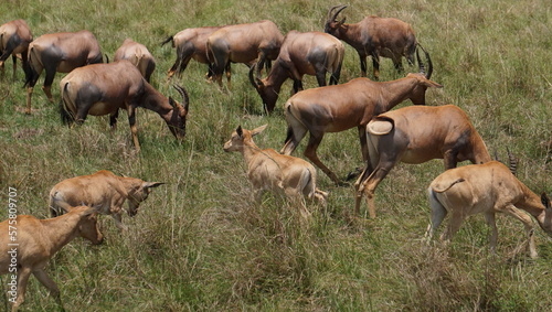 herd of deer © Boniface