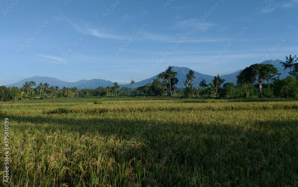 Mountains with blue sky and dramatic clouds, rice field and trees.