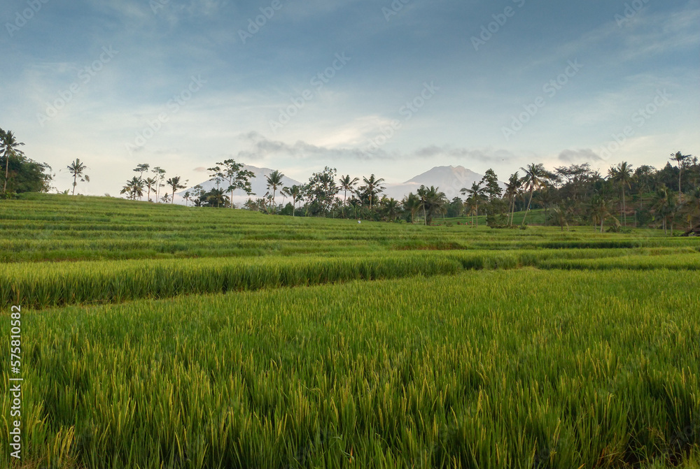 Village view with mountains range, rice field, trees and blue sky.
