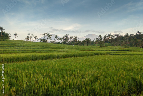 Village view with mountains range  rice field  trees and blue sky.
