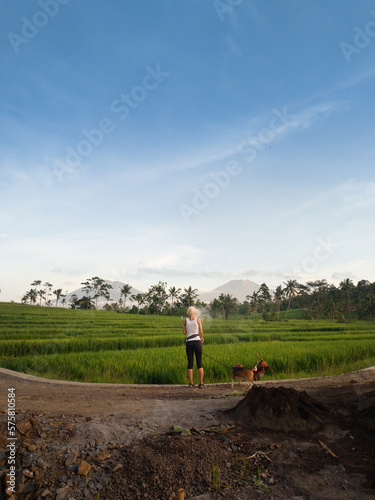 A woman with the dogs walking around the ricefield.