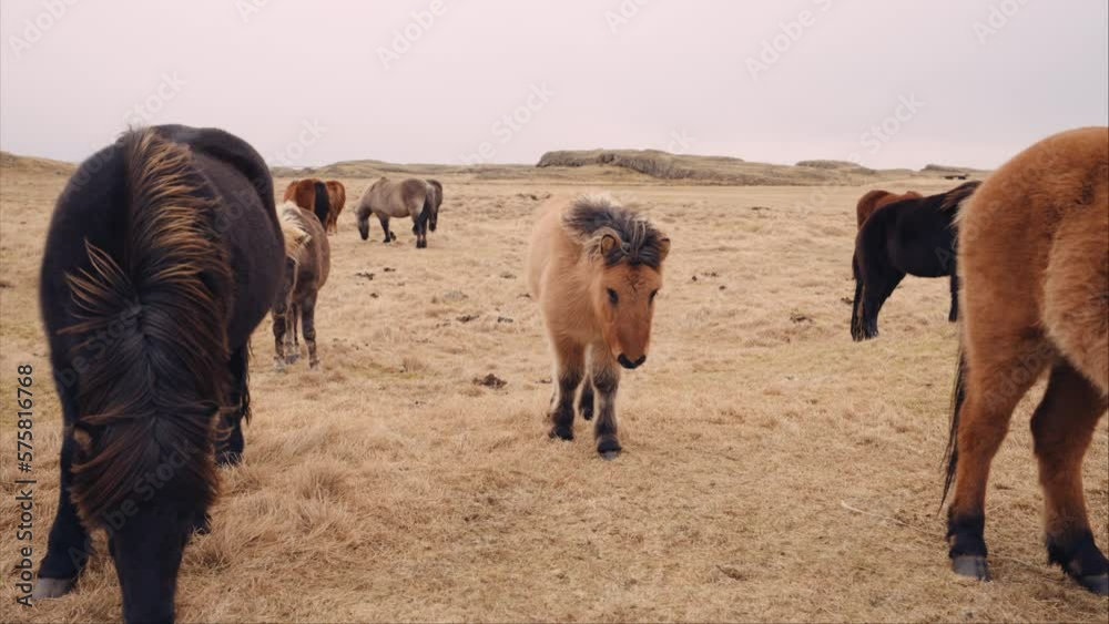 Herd Of Horses Grazing On Hillside Pasture Herd Of Horses Grazing On Hillside Pasture