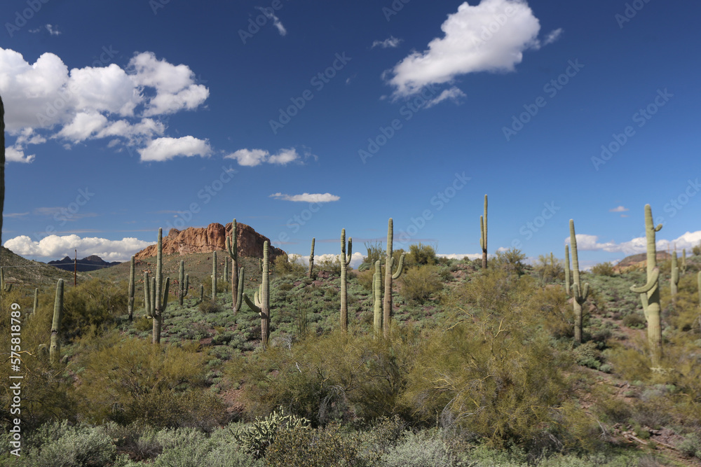 Arizona Arizona