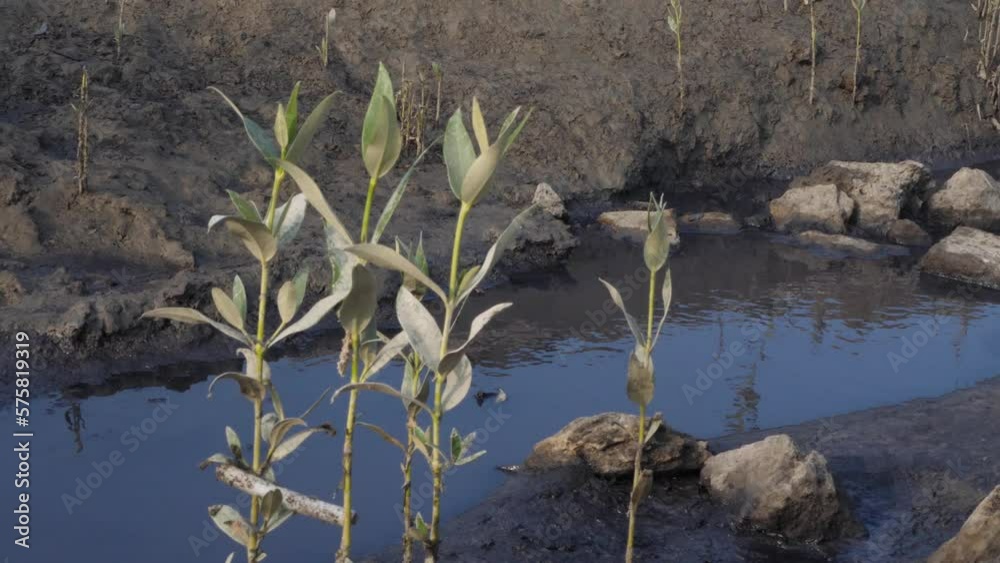 Dying Plants Swaying Gently At Mangrove In Karachi Dying Plants Swaying Gently At Mangrove In Karachi