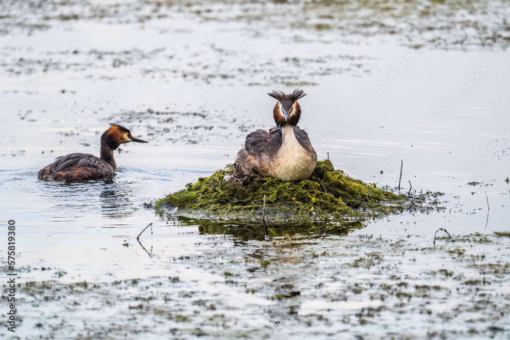 Fototapeta premium A pair of water birds, Great Crested Grebe, feeding chick at nest.