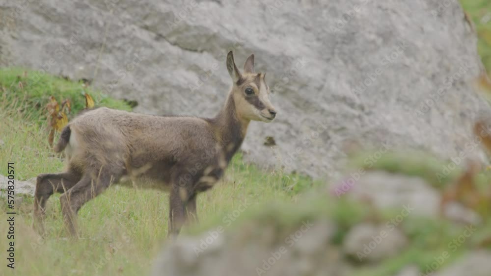 Chamois cub and mother crossing a meadow. (4K) Chamois cub and mother crossing a meadow. (4K)