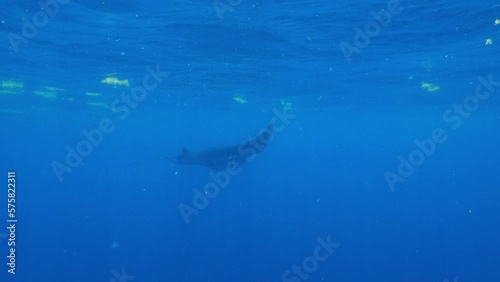 Wallpaper Mural Manta Ray Flying In Blue Tranquil Sea - Isla Mujeres, Mexico Torontodigital.ca