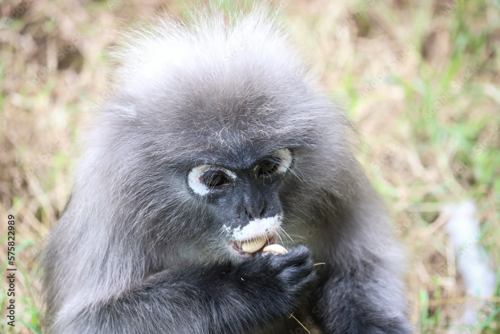 Obraz premium Portrait of a cute dusky leaf monkey (Trachypithecus obscurus). Dusky langur eats a treat of nuts.