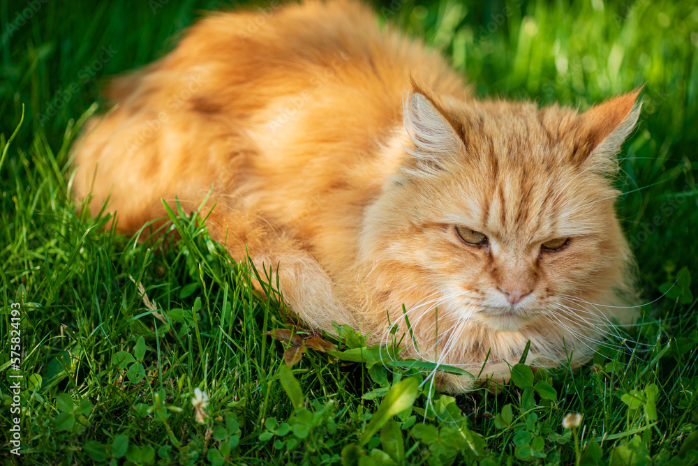 red cat in the garden