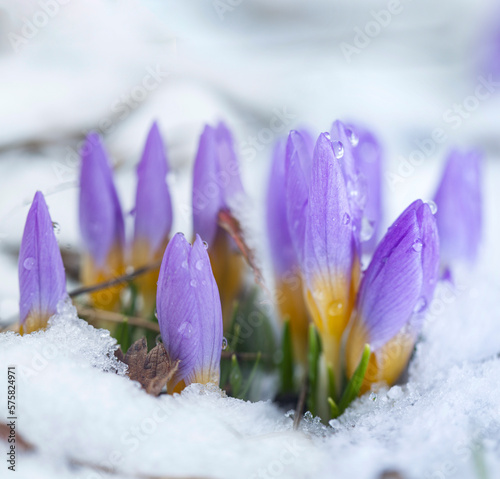 Purple Crocus in the snow covered garden, snowdrop flower growing in the early spring through snow. live concept