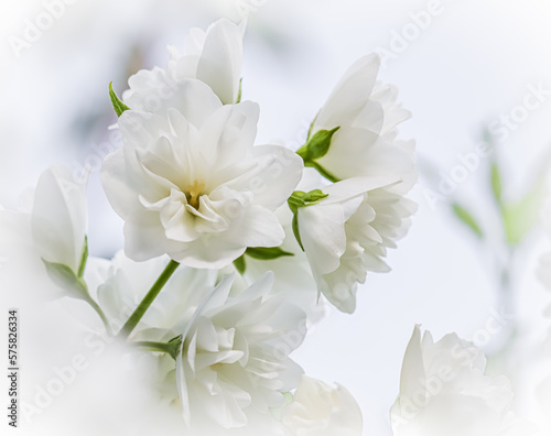 White terry Jasmine flower petals. Macro floral background for holiday brand design