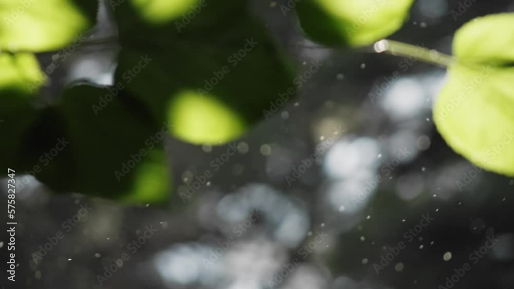 Beautiful slow motion shot pollen and dust floating in natural forest Beautiful slow motion shot pollen and dust floating in natural forest