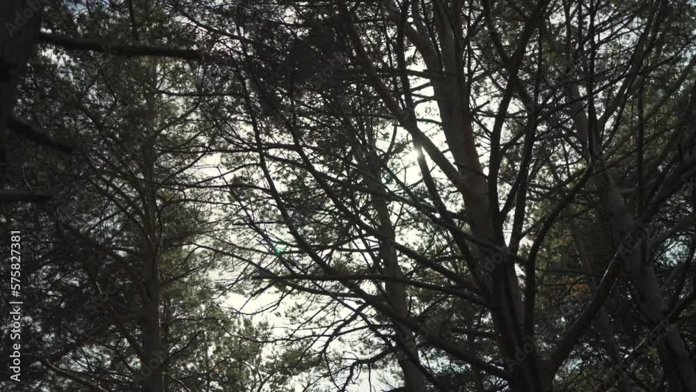 Eerie and mysterious shot of woods and trees for horror themed film Eerie and mysterious shot of woods and trees for horror themed film