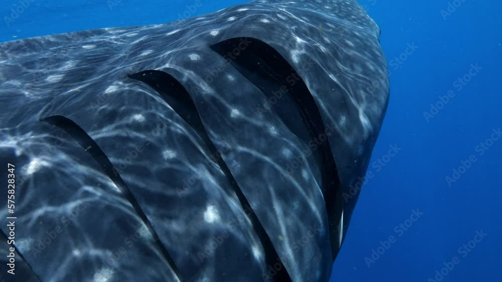 Close-Up Shot Of Dotted Gill Slits Of Slow-Moving Whale Shark In Blue ...