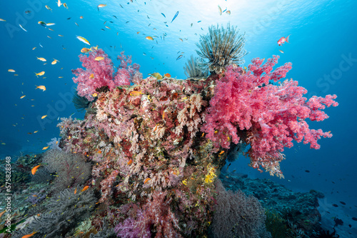 Fototapeta Naklejka Na Ścianę i Meble -  Beautiful pink soft coral reef and marine life at North Andaman, a famous scuba diving dive site and exotic underwater landscape in Thailand.