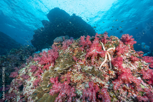 Fototapeta Naklejka Na Ścianę i Meble -  Beautiful pink soft coral reef and marine life at Richelieu Rock, a famous scuba diving dive site of North Andaman. Stunning underwater landscape in Thailand.