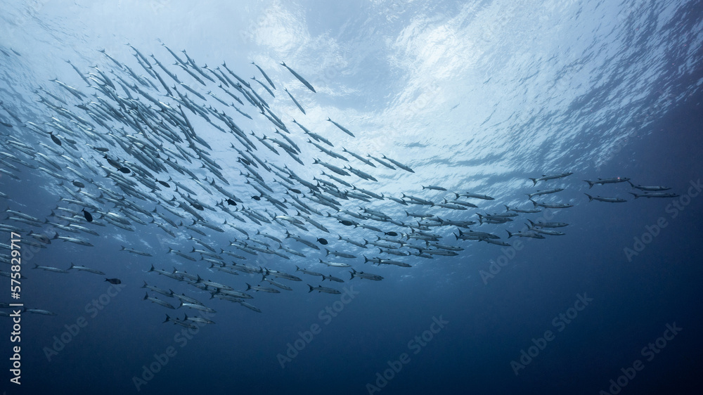 School of Barracuda fish in the blue ocean. Large group of marine life swimming together in Andaman Sea, Thailand. - obrazy, fototapety, plakaty 