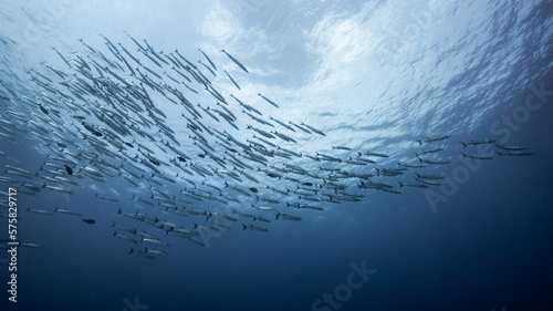 Fotografiet School of Barracuda fish in the blue ocean
