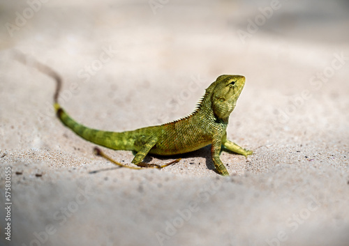 Crested green Lizard Basking on Warm Sands of its Natural Habitat. while its sharp claws provide glimpse of creature's strength and agility.
