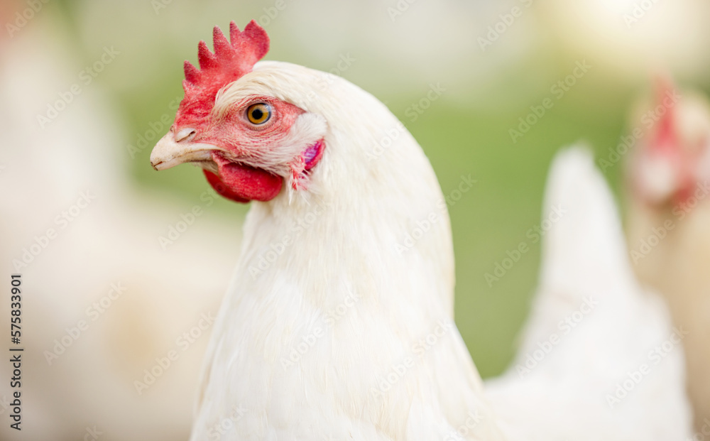 Fototapeta premium Chicken face, farm and animals for agriculture production, growth and food ecology. Poultry farming, birds and head of livestock, sustainable industry and natural ecosystem in outdoor environment