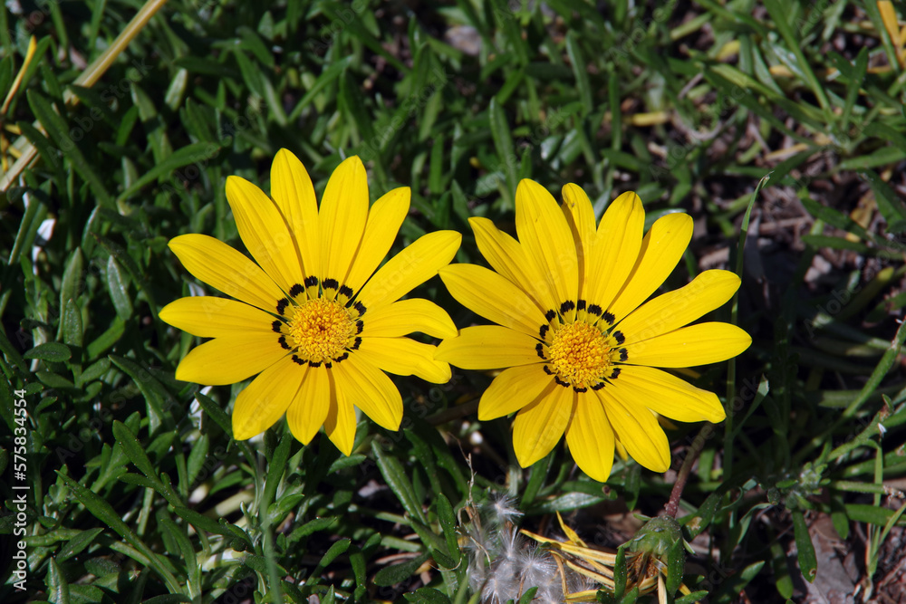 Two bright yellow marguerite daisies Two bright yellow marguerite daisies