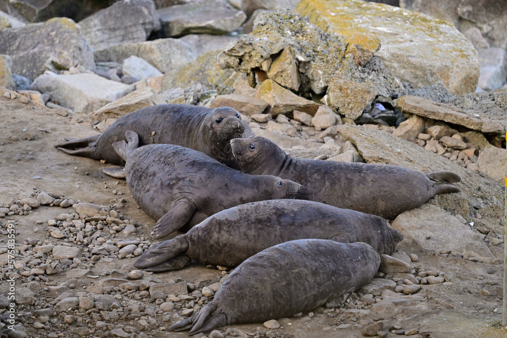 Fototapeta premium Northern Elephant Seal - Mirounga angustirostris