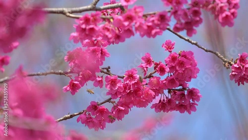 Spring concept: A Japanese white-eye bird in cherry blossoms  photo