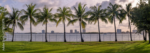 Biscayne Bay in Miami Beach Florida with line of palm trees on grassy field. Modern rsidential apartment buildings overlooking the lagoon in the Intracoastal Waterway can be seen in the distance.
