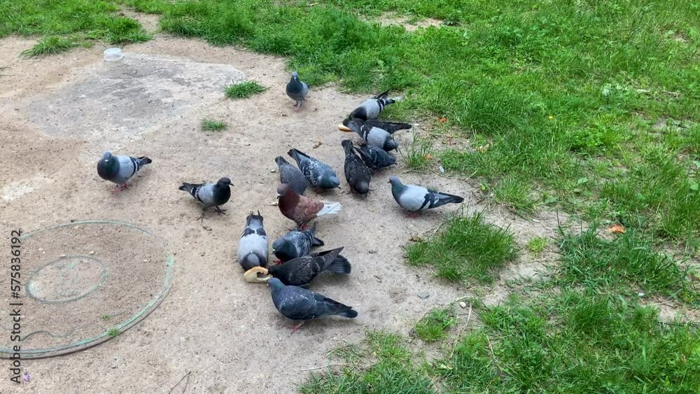 The school of pigeons is eating the white bread on the green field near the hole covered with the lid. The town dove flock is pecking the food from the sandy ground.