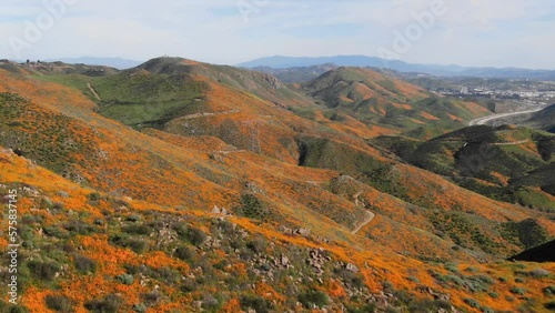 High aerial tilting down over orange poppy fields in southern California in spring photo