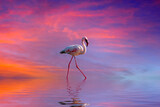 Pink Flamingos in the water at sunset