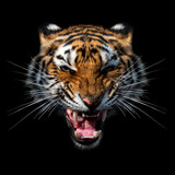 Close angry Tiger portrait on dark