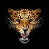 Close angry Leopard portrait on dark