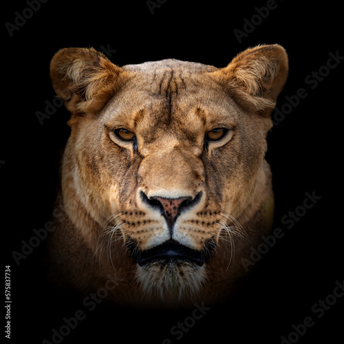 Angry lion portrait on dark background