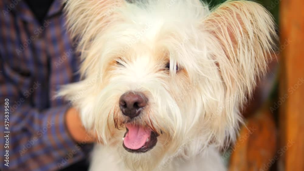 Young Woman Strokes Her Happy Shaggy Dog, High Quality 4K Slow Motion Animals Shelter and Friendship Concept Footage. Young Woman Strokes Her Happy Shaggy Dog, High Quality 4K Slow Motion Animals Shelter and Friendship Concept Footage.