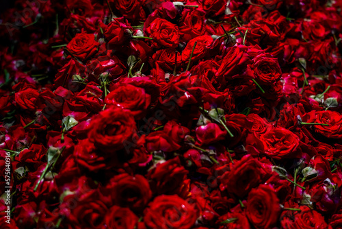 Natural red rose background, fresh cut dark roses close up texture background. High quality photo © Elena