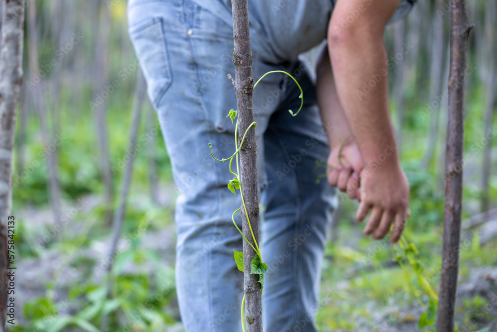 farmer growing green pole beans on her home garden farmer growing green pole beans on her home garden