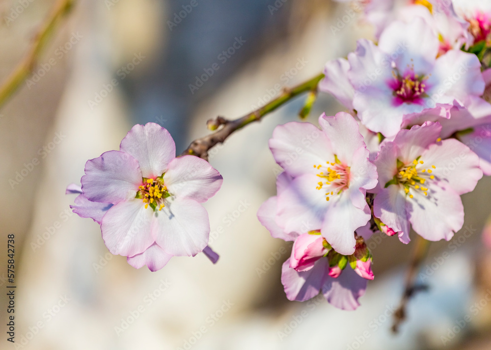 Fototapeta premium Closeup of beautiful white pink flowers of a blossoming almond tree in an almond garden orchard in a kibbutz in Northern Israel, Galilee in february, Tu Bishvat Jewish holiday