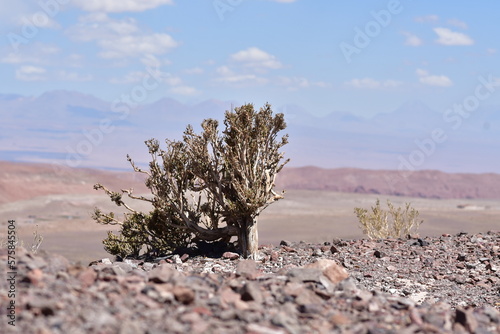 Atacama desert plants detail flora colorfull chile
