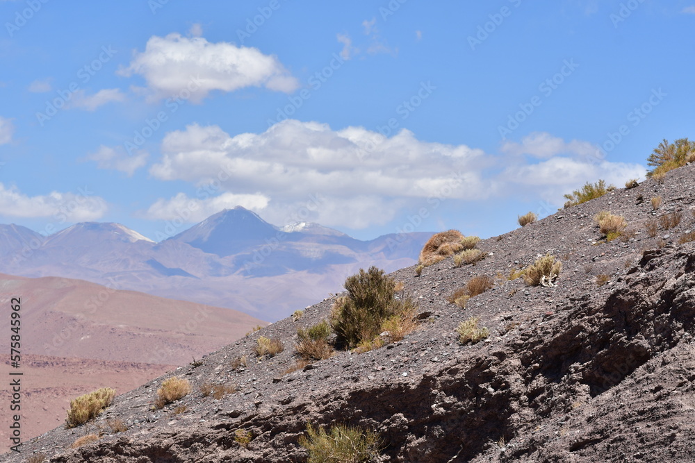 Atacama desert plants detail flora colorfull chile