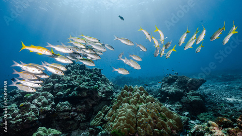 School of striped large-eye bream fish or Gnathodentex aureolineatus with sunbeam shining above hard coral reef. Beautiful underwater landscape of North Andaman, a famous dive site in Thailand. © zephyr_p