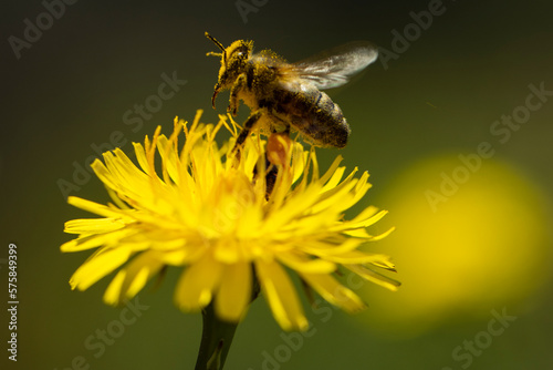Busy Honeybee on Dandelion - Macro Nature Photography