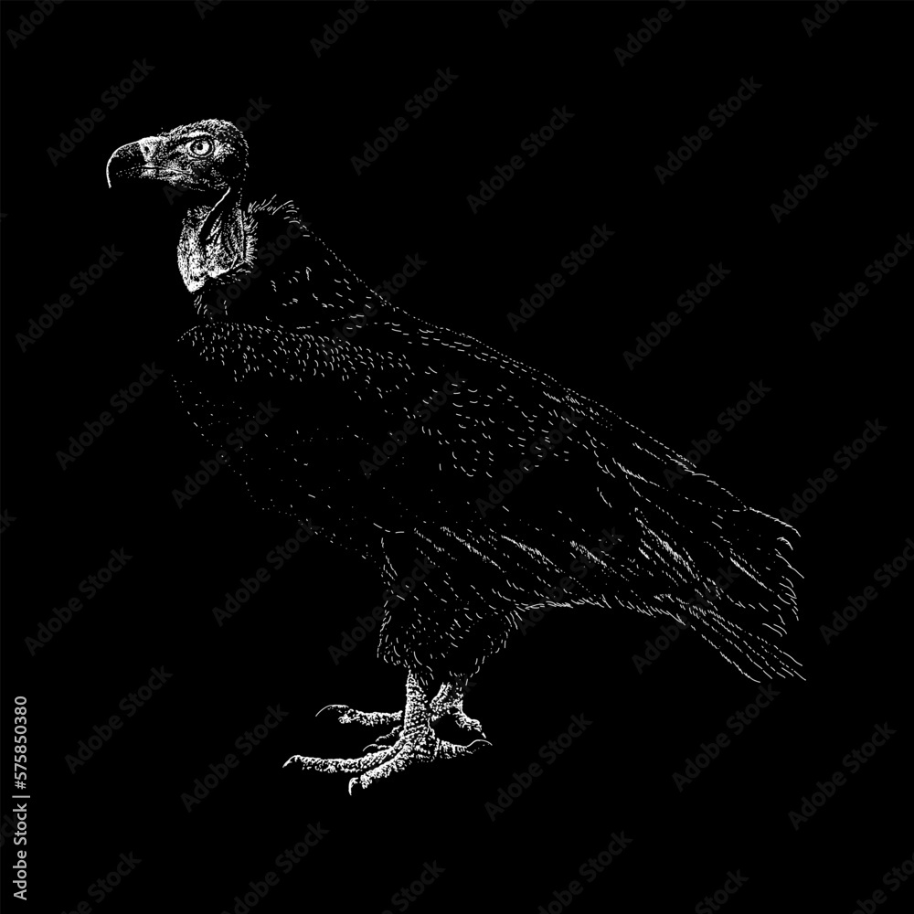 Obraz premium Red-Headed Vulture hand drawing vector isolated on black background.